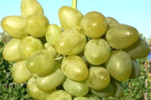 Виноград Монарх: характеристика і опис сорти, вирощування, догляд та відгуки