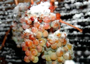 Як правильно утеплити виноград на зиму при якій температурі вкривати і укривний матеріал