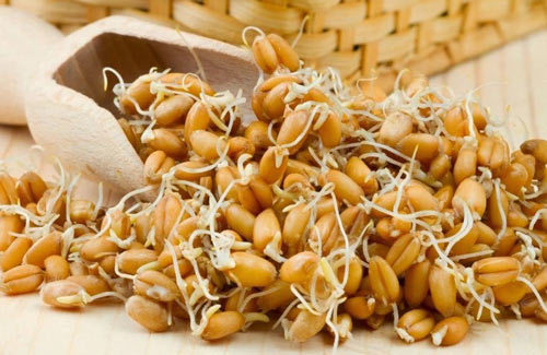Брага з пшениці для самогону: рецепти, методи, відео