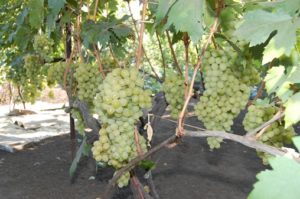 Виноград Валек опис та характеристика сорти, вирощування та фото