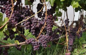 Виноград Російський конкорд опис столового сорти, вирощування, догляд та відгуки з фото