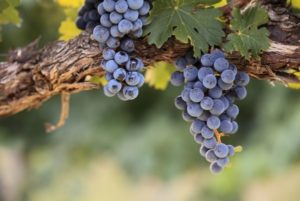 Виноград ізабелла користь і шкода