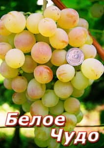 Виноград Біле диво опис сорту винограду, догляд, вирощування та відгуки