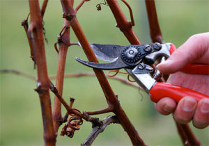 Коли відкривати виноград після зими в Україні, Росії та підмосковї