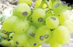 Хвороби винограду: захист і лікування винограду від хвороб і шкідників
