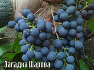 Виноград Загадка Шарова опис сорти, вирощування та відгуки