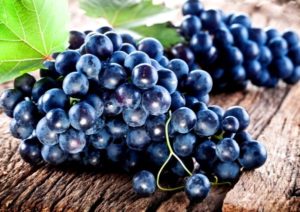 Виноград Чорний перли опис сорту характеристика та вирощування