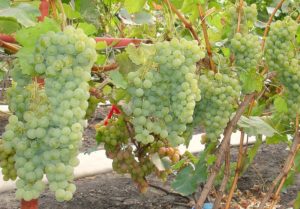 Виноград Цитронний Магарача опис сорти, вирощування та відгуки