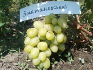 Виноград Богатяновский опис сорту, особливості вирощування, догляду та відгуки