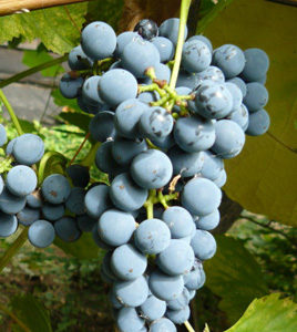 Виноград Тайговий опис сорту, особливості вирощування, фото і відгуки