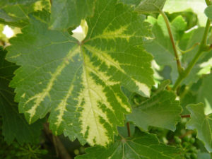Жовтіє і сохне листя винограду що робити, чим обробити