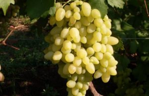 Виноград Довгоочікуваний: опис сорту, особливості вирощування та догляду з фото