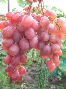 Виноград Румба: опис сорти, вирощування, догляд та відгуки