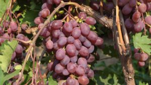 Виноград Вікторія: характеристика та опис сорту, вирощування і догляд