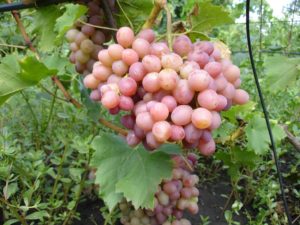 Виноград Лівія: опис сорти, вирощування і догляд, відгуки