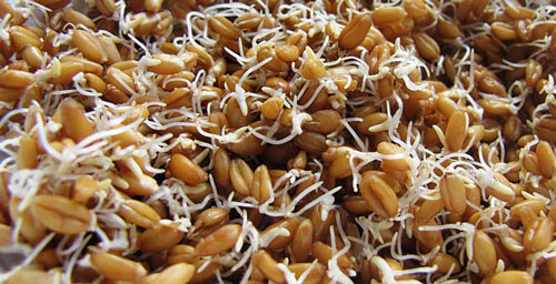 Як зробити самогон з пшениці без дріжджів: фото, відео