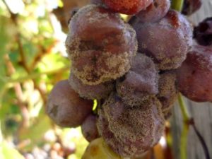 Сіра гниль на винограді як боротися, ніж лікувати, симптоми та причини хвороби