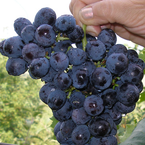Виноград Муромець: опис сорти, вирощування, догляд та фото