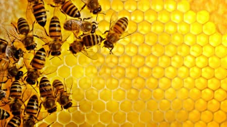 Як дізнатися мед підвищує або знижує тиск?