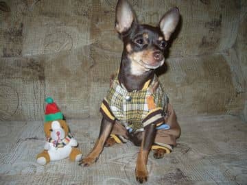 Одяг для тієї терєрів: чарівні собачки в ошатних костюмчиках (фото)