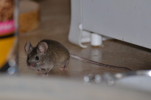 Як позбутися мишей в приватному будинку і квартирі назавжди