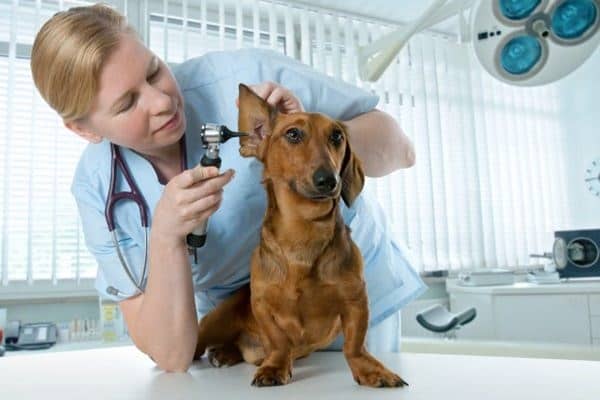 Що робити, якщо у собаки отит — симптоми і лікування в домашніх умовах