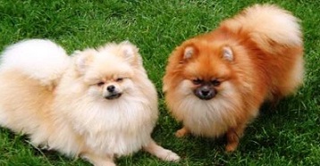 Порода собак померанський шпіц: опис, особливості, характеристики