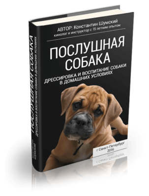 Електронний нашийник для собаки — опис і основні характеристики