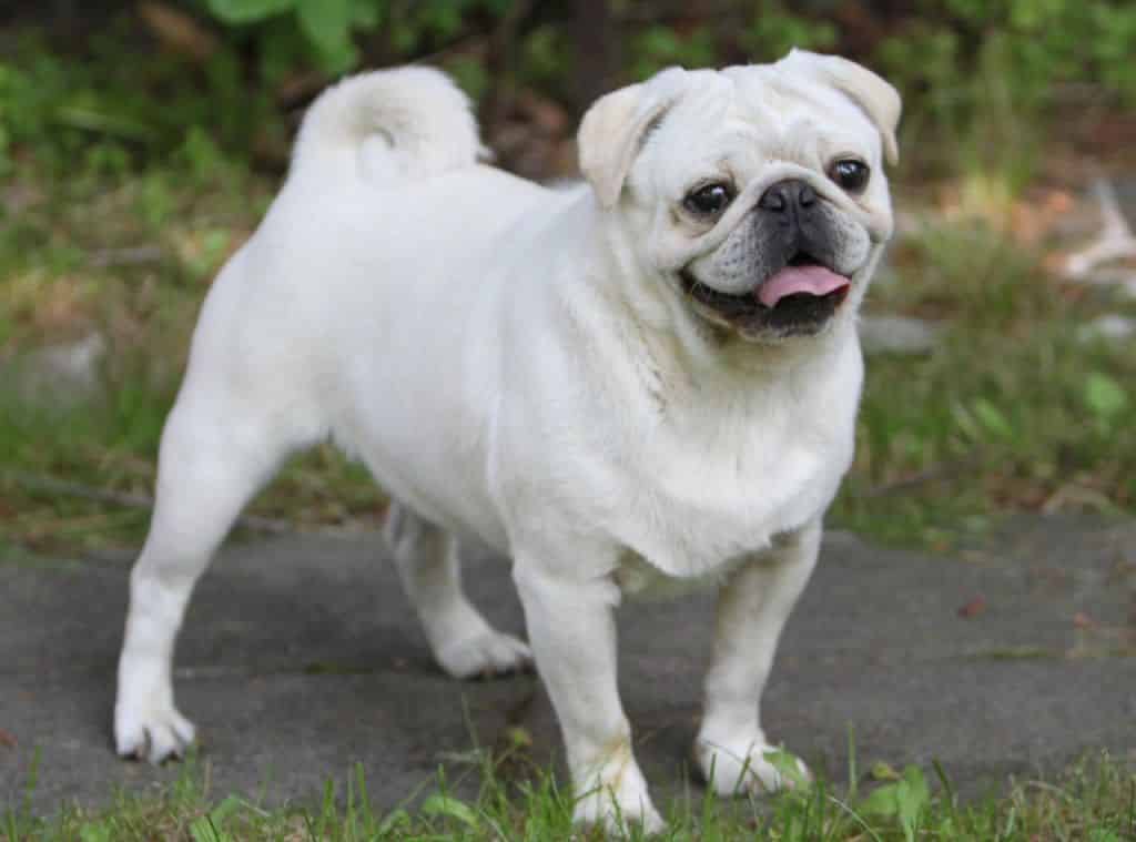 Забарвлення мопса: стандартні і незвичайні кольори для собак цієї породи (фото)