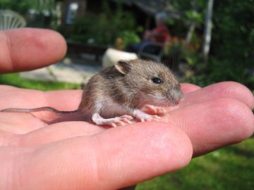До чого сняться миші маленькі сірі: приснилася миша, тлумачення, що означає сон з мишами