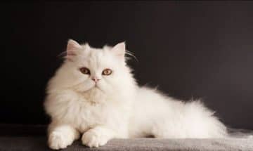 До чого сниться біла кішка кіт, кошенята? ПОГАНИЙ ЗНАК! Що означають сни з білими кішками