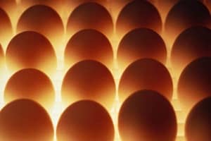 До чого сняться яйця курячі, багато: тлумачення найпопулярніших сонників
