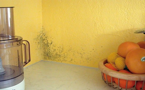 Мідний купорос від грибка на стінах у квартирі