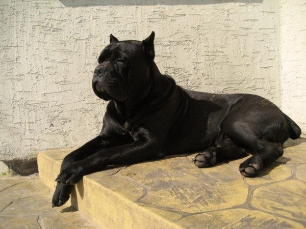 Собаки породи кане корсо: опис, стандарти, тривалість життя та особливості