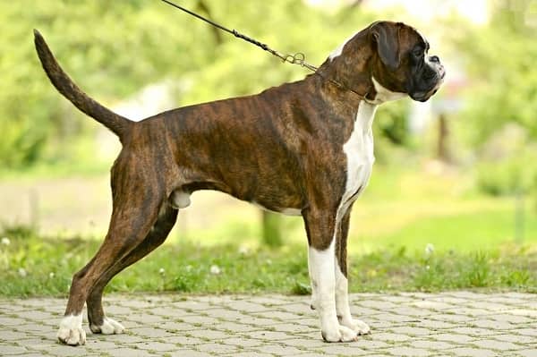 Опис породи собак німецький боксер