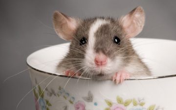 До чого сняться пацюки і миші? ПОГАНИЙ ЗНАК! Тлумачення снів з щурами та мишами в соннику