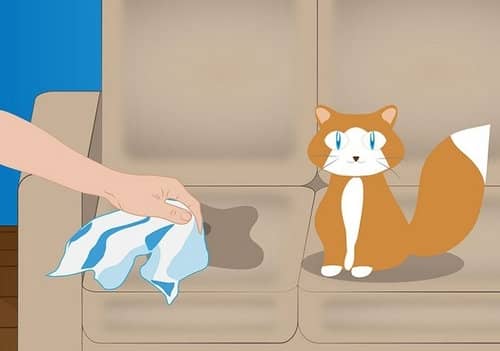 Запах котячої сечі: як вивести і позбутися від нього