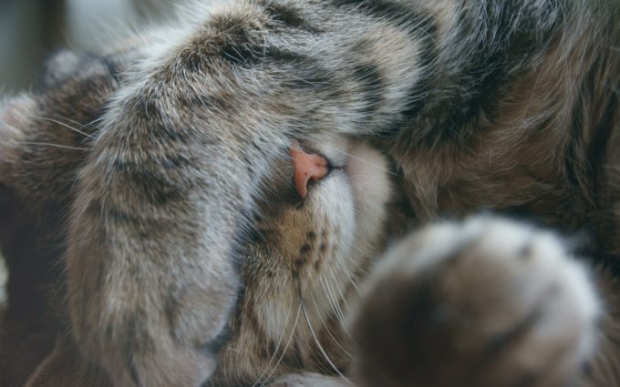 Як позбавитися від запаху котячої сечі: способи, засоби, рецепти