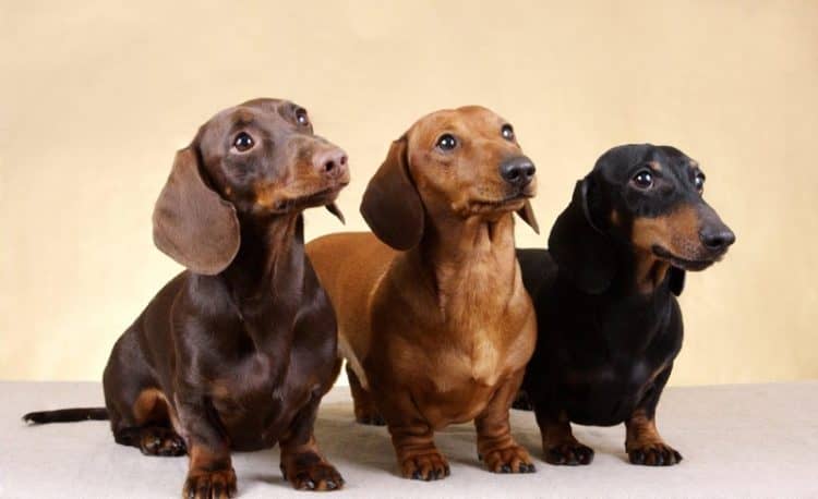 Види та різновиди собак породи такса — такі різні і такі милі