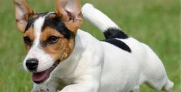 Собака породи Джек Рассел терєр: опис, характер, стандарти, догляд та утримання