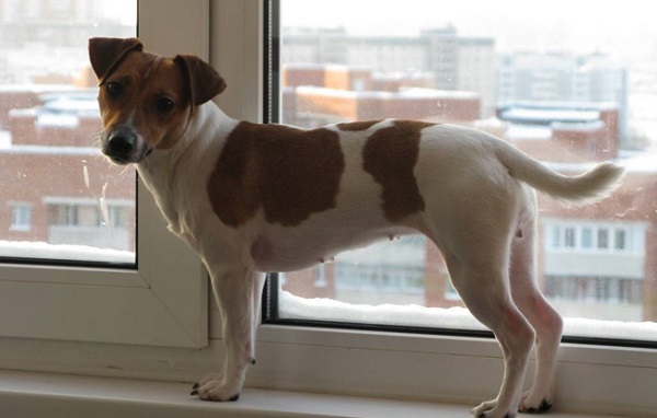 Собака породи Джек Рассел терєр: опис, характер, стандарти, догляд та утримання