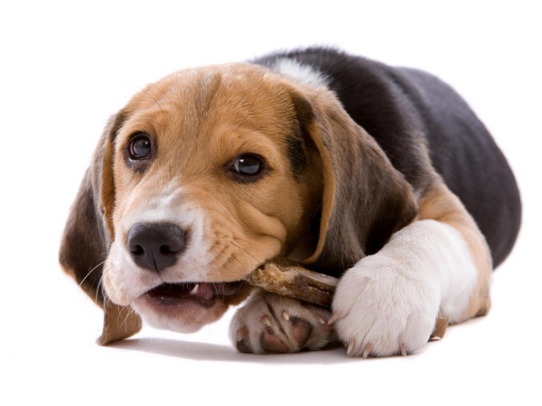 Ласощі для собак — три приводи для частувань