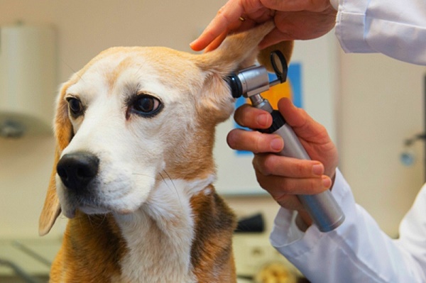 Що робити, якщо у собаки отит — симптоми і лікування в домашніх умовах