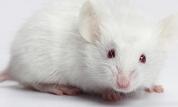 До чого сниться біла миша? ЦЕ ДОБРЕ! Приснилася біла миша уві сні, що це означає?