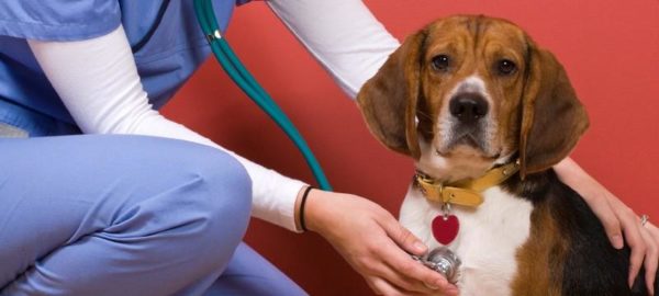 Чому зявляється лупа у собаки і методи лікування