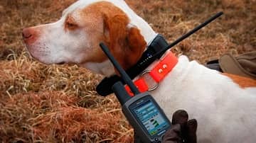 Електронний нашийник для собаки — опис і основні характеристики