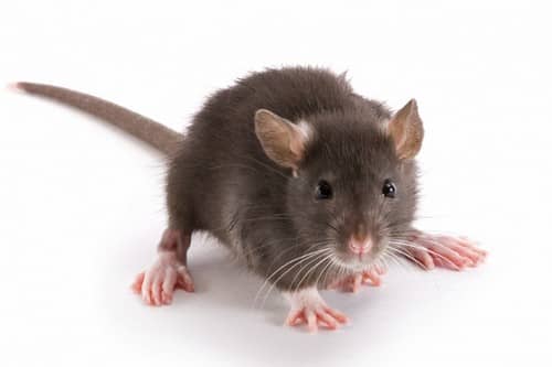 Як позбутися мишей в приватному будинку і квартирі назавжди