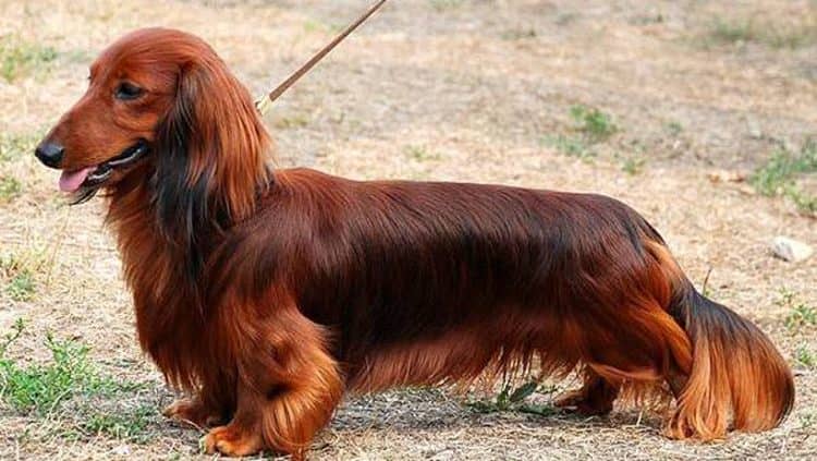 Види та різновиди собак породи такса — такі різні і такі милі