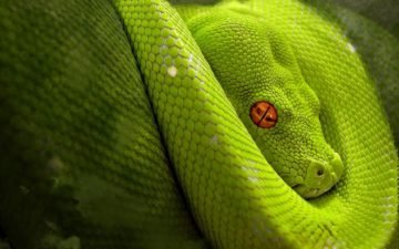 До чого сниться зелена змія? ДО ЗРАДИ! Тлумачення снів зі зміями