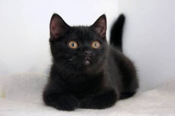 До чого сниться чорний кошеня? ПОГАНИЙ ЗНАК! Тлумачення снів сонник